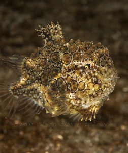 Spiny Pacific Lumpsucker
Puget Sound, WA, U.S.A. by Tom Radio 